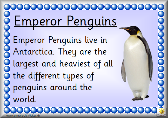 emperor-penguin-facts-the-biggest-living-penguin-animal-fact-files